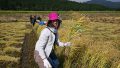 NPO法人「鳴子の米プロジェクト」の稲刈り交流会に参加してきました。