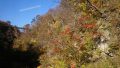 鳴子峡の紅葉を見てきました。
